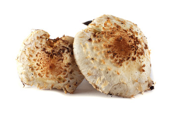Pholiota squarrosa (shaggy scalycap, shaggy Pholiota, scaly Pholiota)