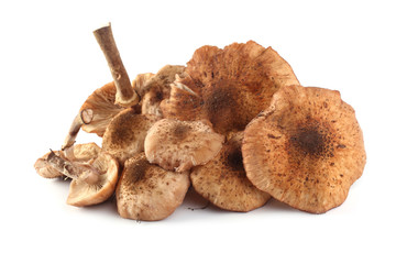 Honey fungus isolated on white