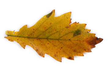 Yellow autumn oak leaf isolated on white