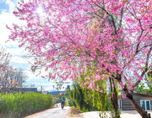Landscape cherry apricot trees blooming along road in spring morning, traffic background merges into a picture of peaceful life in rural Da Lat plateau, Vietnam