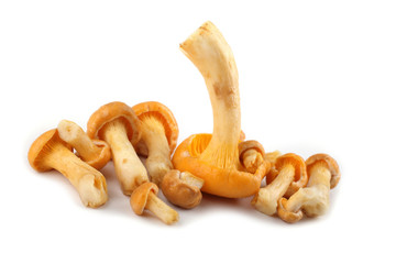 Golden chanterelle (Cantharellus cibarius) mushroom