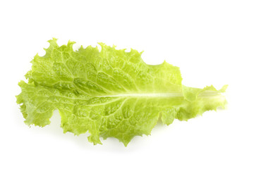 Lettuce leaf isolated on white