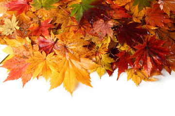 Naklejka na ściany i meble Autumn maple leaves isolated on white