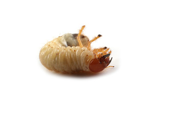 Chafer larva isolated on white