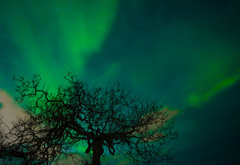 Fototapeta na wymiar polar lights on Kvaloeya island near Tromsoe, northern Norway, landscapephotography