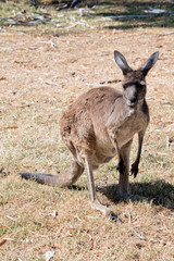 this is a western grey kangaroo