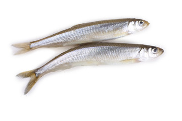 Smelt fishes isolated on white