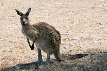 this is a western grey kangaroo
