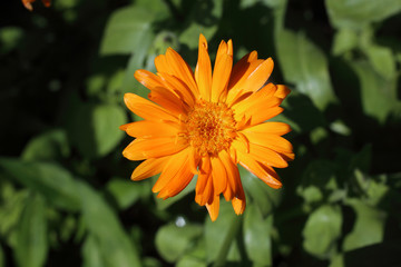Calendula flower growing in garden