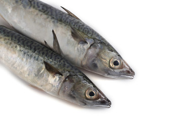 Chub mackerel (Pacific mackerel, saba)