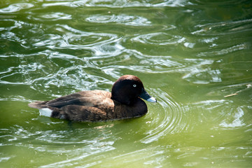 this is a side view of a white eyed duck
