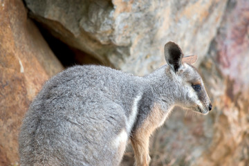 this is a side view of a Yellow footed rock wallaby joey