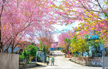 Countryside landscape with rows of cherry blossoms blooming along road and silhouette of people walking along peaceful road near Da Lat, Vietnam