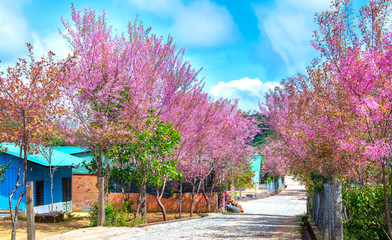 Two rows of cherry blossom trees bloom along the suburban street leading into the village in the countryside plateau welcome spring