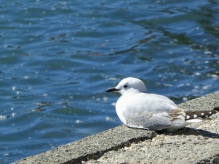 Mouette au repos