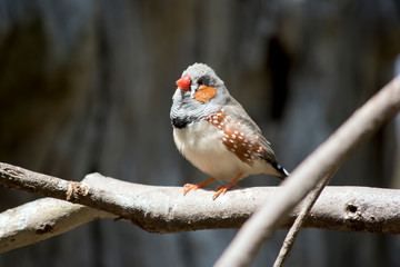the zebra finch is perched on a thin branch