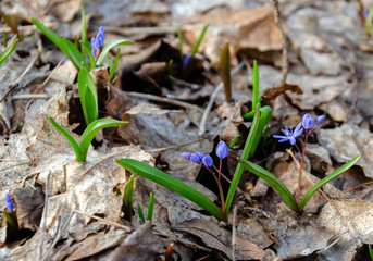 blooming blue snowdrop, primroses on a happy spring day