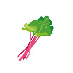 Rhubarb vector illustration, white background