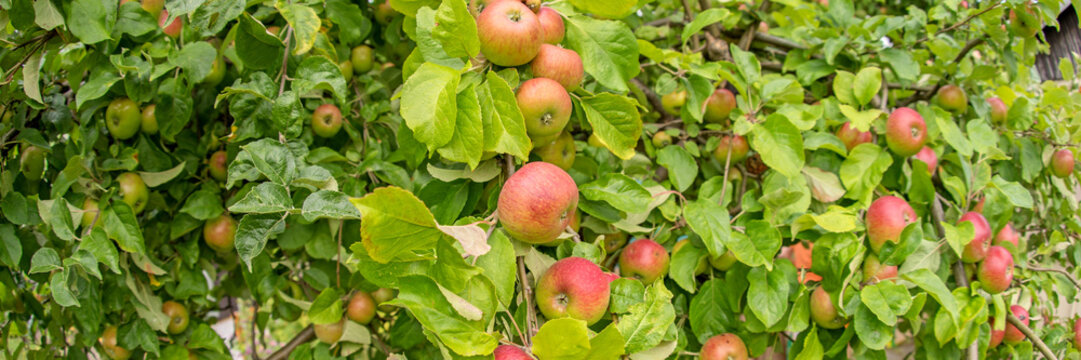 Panoramic image. Apples on an apple tree branch in the garden