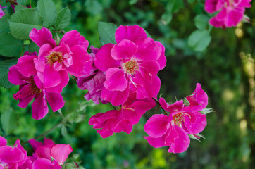 beautiful rose flower, warm day in a summer garden