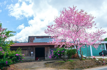 Cherry apricot trees blooming on a sunny spring morning in front of a small roadside house in the peaceful highlands of Da Lat, Vietnam