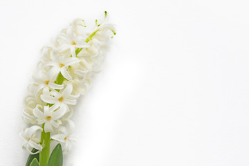 White Hyacinthus orientalis (common hyacinth, garden hyacinth or Dutch hyacinth) copy space. Concept hello spring.