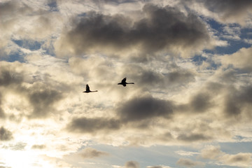 Obraz premium isolated mallard ducks couple anas platyrhynchos flying in blue sky