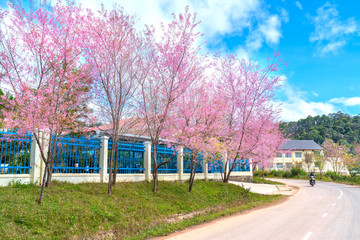 Cherry apricot trees blooming on a sunny spring morning in front of a small roadside house in the peaceful highlands of Da Lat, Vietnam