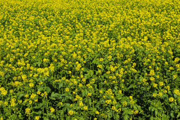Obraz premium Field of yellow mustard in the sun, Sinapsis alba,