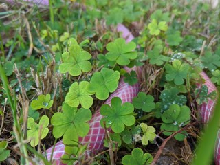 Fototapeta premium close cup clovers with water and hose