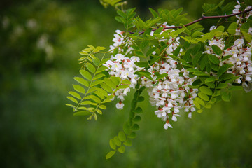 White flowering of honey acacia. Spring mood, Blooming flowers of acacia bush. May blossom. Natural spring style. Aromatherapy. 