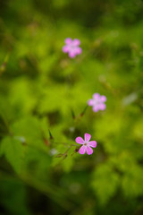 Background from grass with pink flowers. Greenery background. Green field with grass and little pink or purple flowers