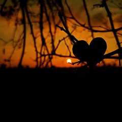 Orange sky sunset behind the silhouette leaves of the tree branch Sun behind the leaves during sunset Shepherd's purse with sun behind it and heart shaped leafs