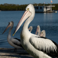 Pelican with bright feathers beside a sea inlet and a houseboat