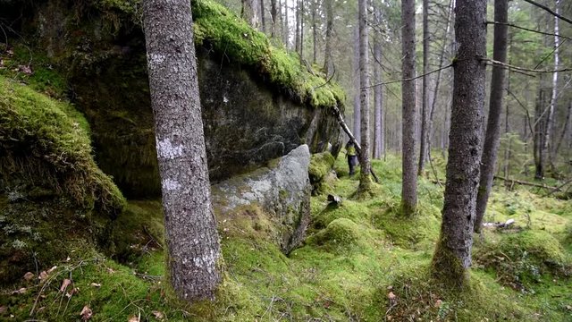 Man hiking in forest with green moss. Sweden.