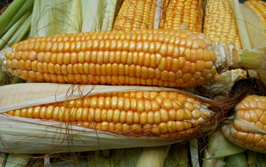Cob Of Corns With Leaves and Silk