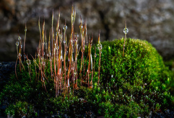 micro rain forest - Miniatur Regenwald