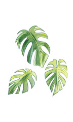 Illustration of three leaves of palm