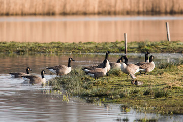 Canada Goose in habitat. His Latin name is Branta Canadensis.