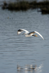 Fototapeta na wymiar Little Egret in flight. Her Latin name is Egretta Garzetta.