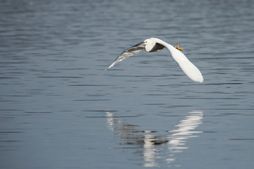 Little Egret in flight. Her Latin name is Egretta Garzetta.