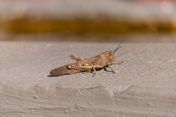 detail of a brown grasshopper