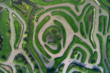 Aerial photo of reed maze in Dazhong lake, Yancheng City, Jiangsu Province, China