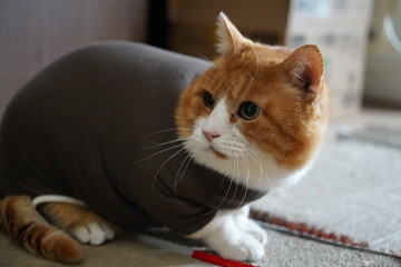 服を着た猫