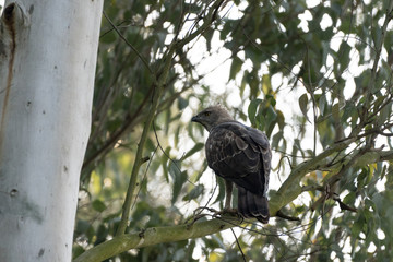 Mountain Hawk Eagle or Hodgson's hawk-eagle, is a large bird of prey native to Asia. The latter name is in reference to the naturalist, Brian Houghton Hodgson. 