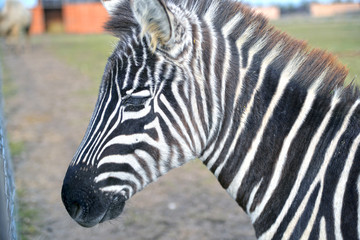 close up of zebra