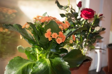  Orange Kalanchoe (Kalandiva kalanchoe) and red Dutch rose.