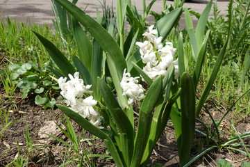 Fototapeta premium Hyacinthus orientalis cultivar with pure white flowers in April