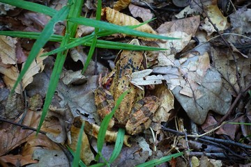European common frog in the autumn forest