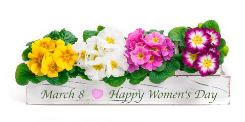 Primroses for March 8 - Happy Women's Day
